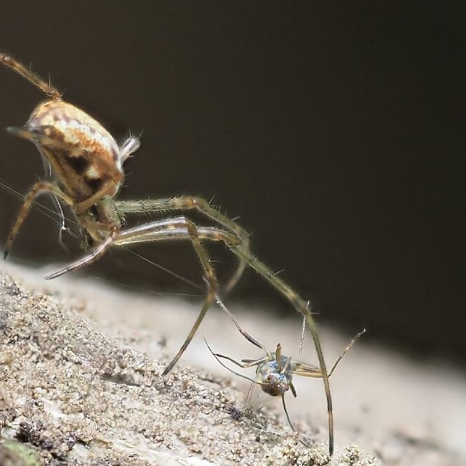 Tetragnatha with Prey