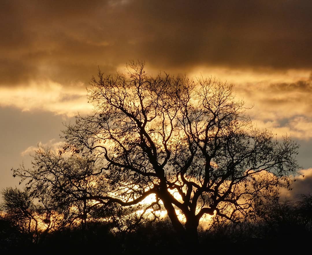 Oak at Sunset