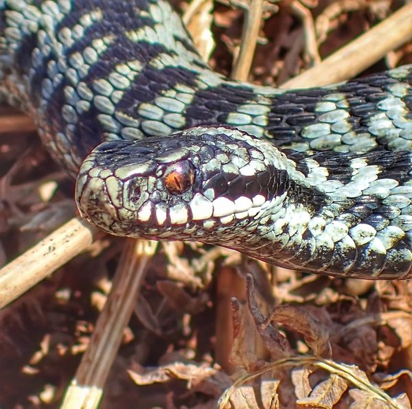 Adder
