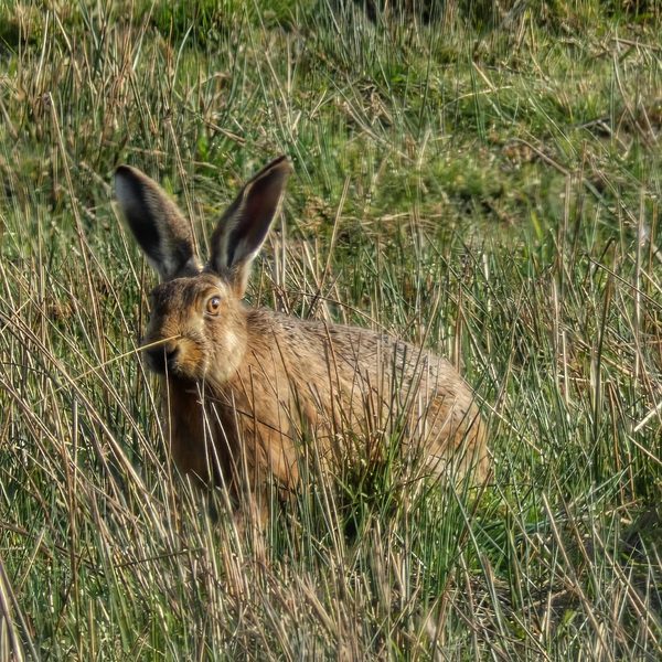 Brown Hare