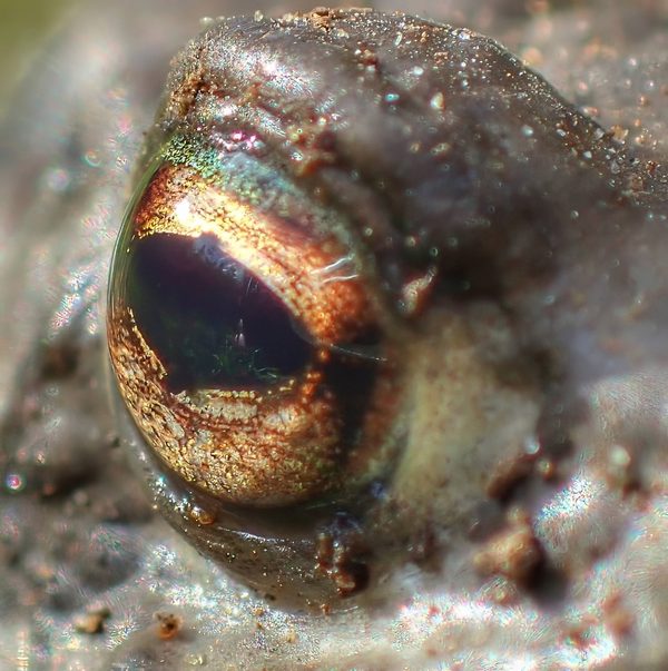 Toad's Eye