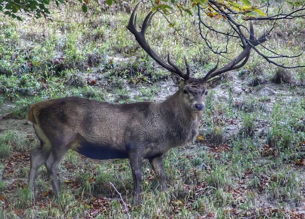 Red Deer Stag
