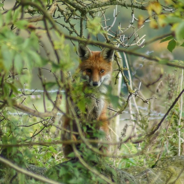 Fox in Cover