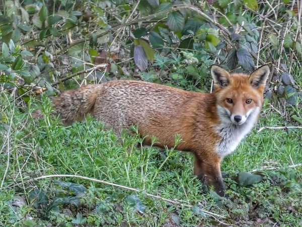 Fox Alert
