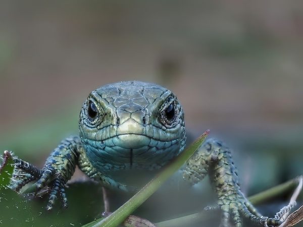 Sand Lizard