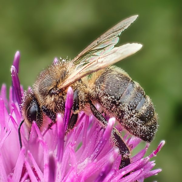 Pollen-Dusted Bee