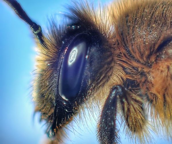 Mining Bee
