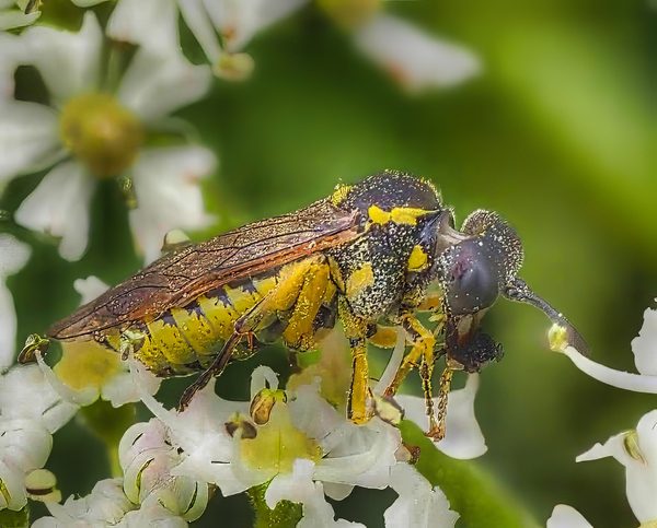 Nomad Bee