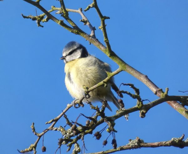 Blue Tit