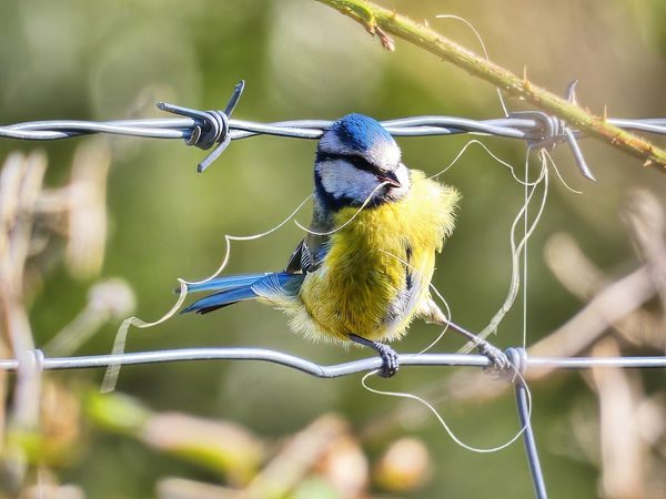 Blue Tit with String