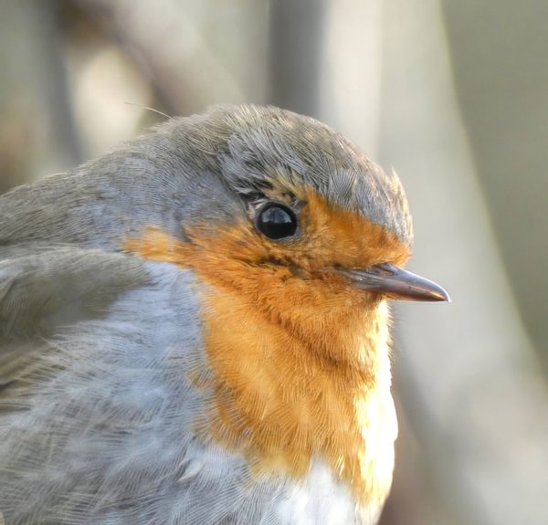 Robin