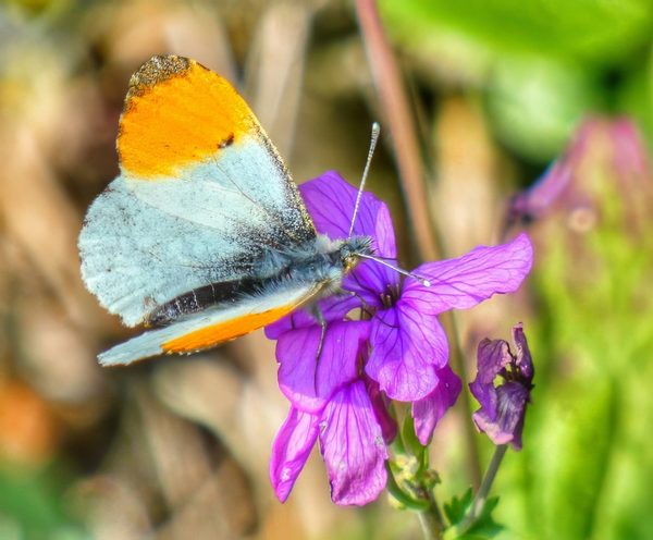 Orange Tip