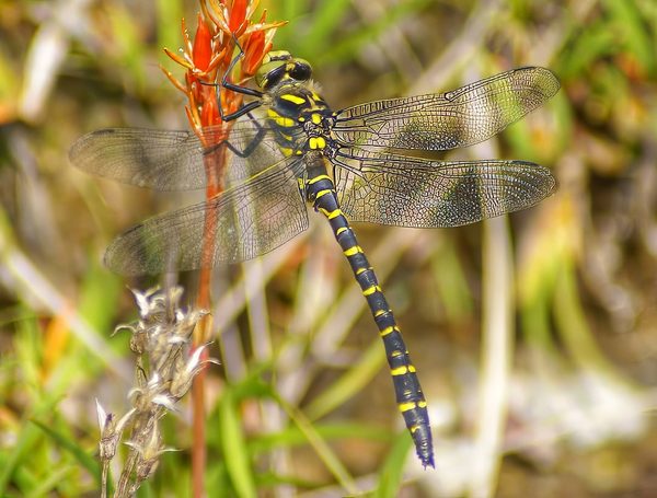 Black Darter on Red