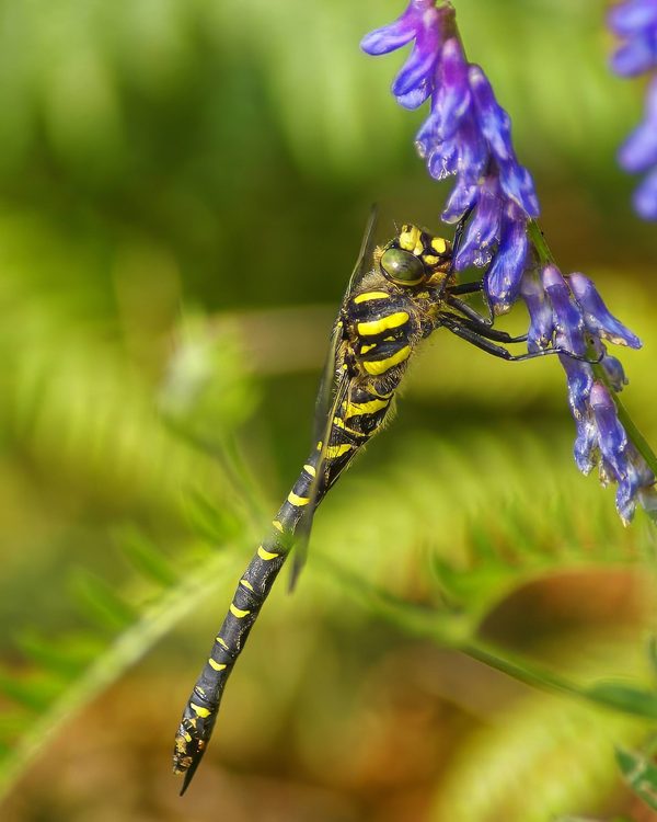Club-tailed Dragonfly