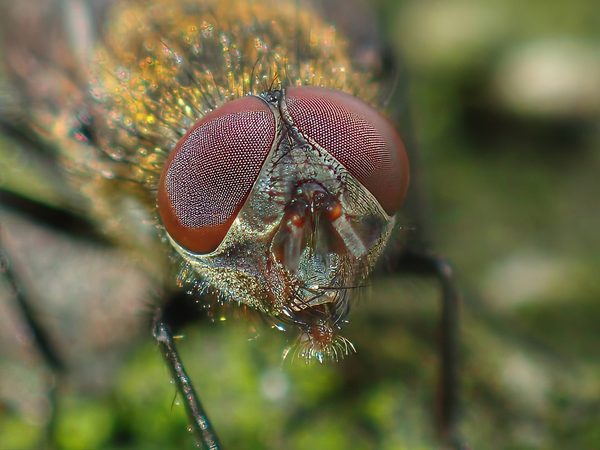 Drone Fly
