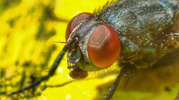 Greenbottle on Bloom
