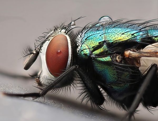 Greenbottle with Dew