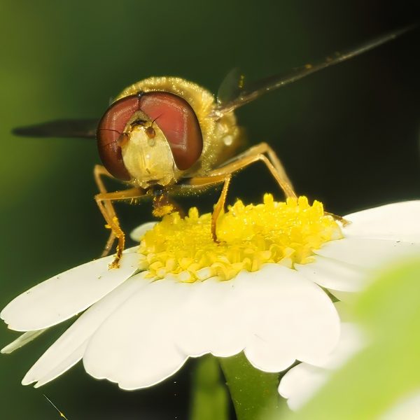 Golden Hoverfly