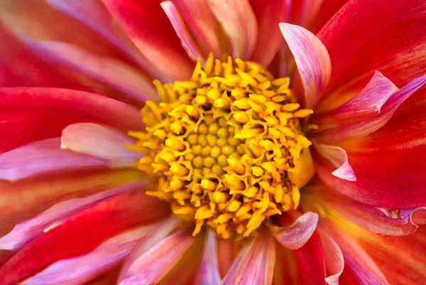 Dahlia