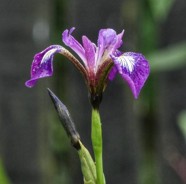 Purple Iris