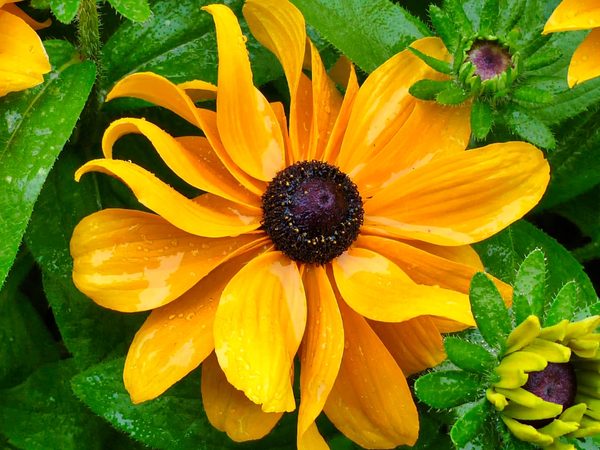 Rudbeckia