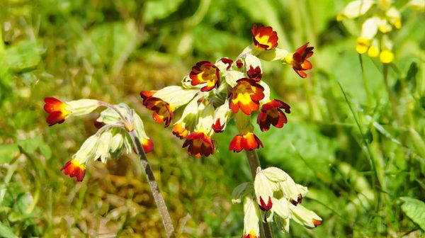 Primrose Cluster