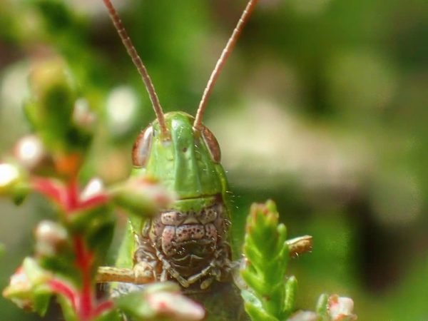 Grasshopper Nymph