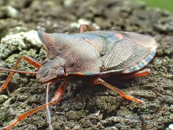 Cardinal Beetle
