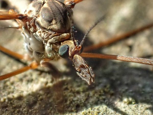 Cranefly