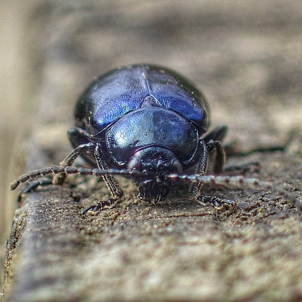 Dung Beetle