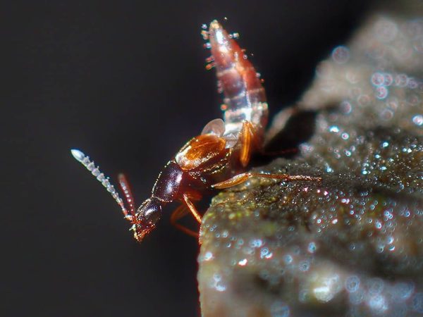 Earwig