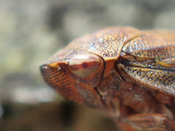 Froghopper