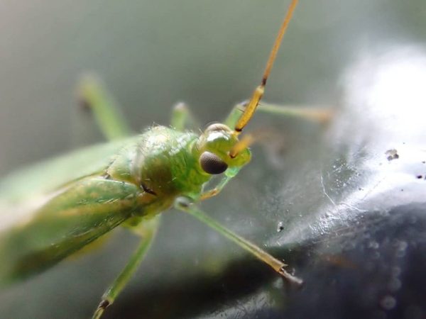 Capsid Bug
