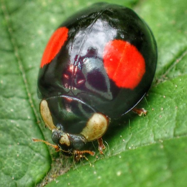 Dark Harlequin