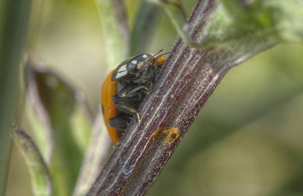 Harlequin Climbing