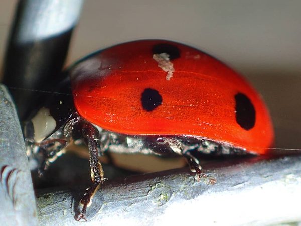 Seven-spot on Stem