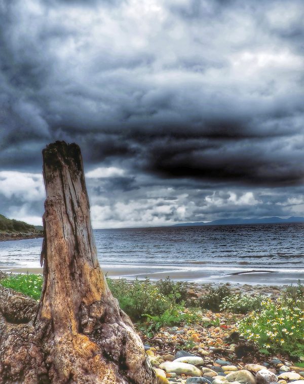 Ancient Stump