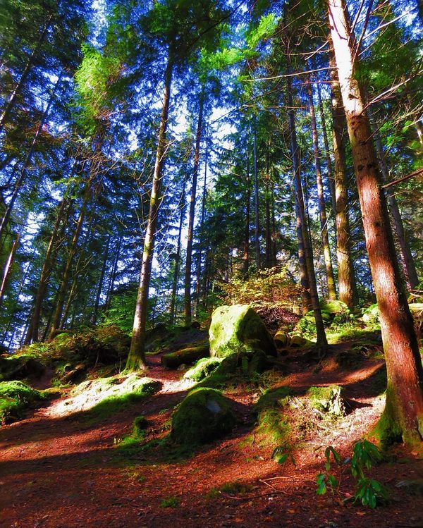 Pine Forest