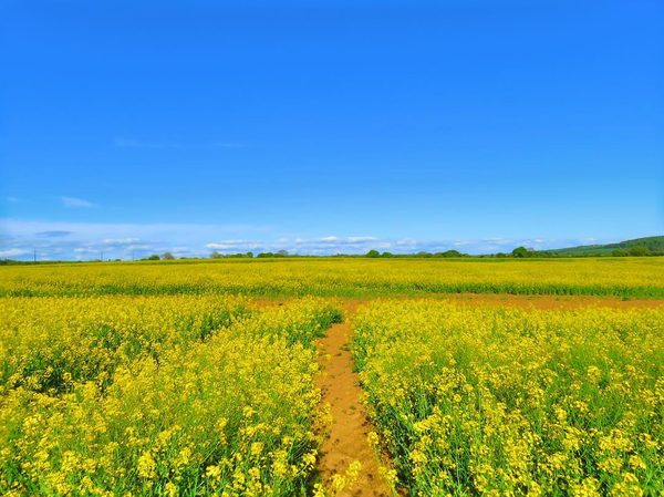 Rapeseed Field