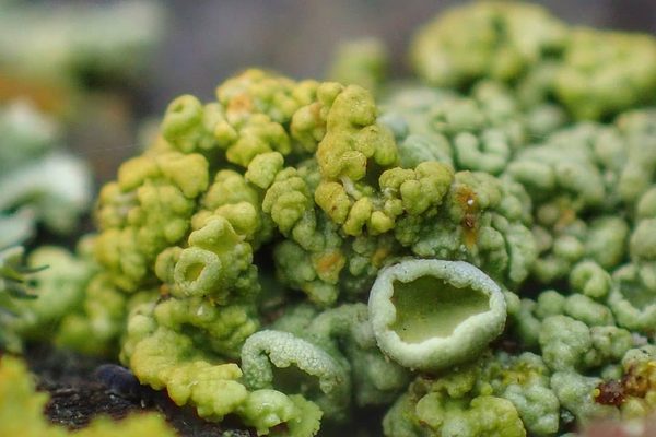 Cup Lichen