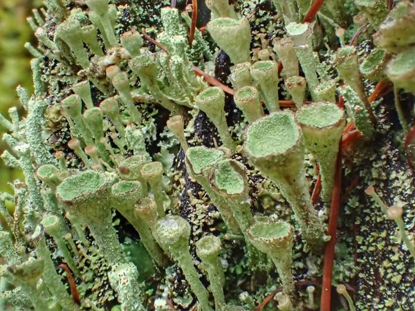 Funnel Cups