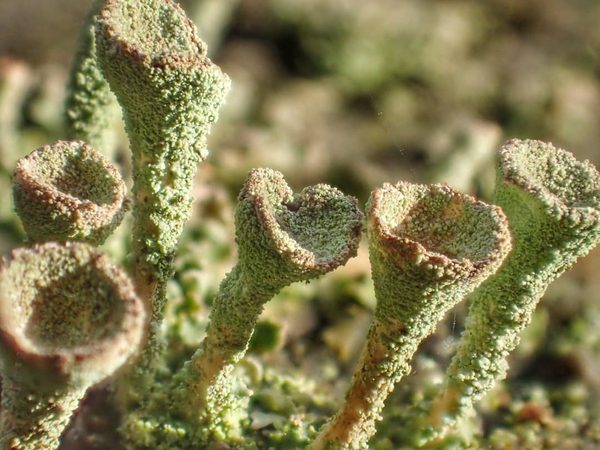 Pixie Cups Close-up