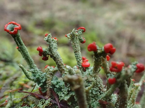 Red-tipped Lichen