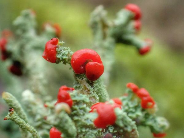 Vivid Red Lichen