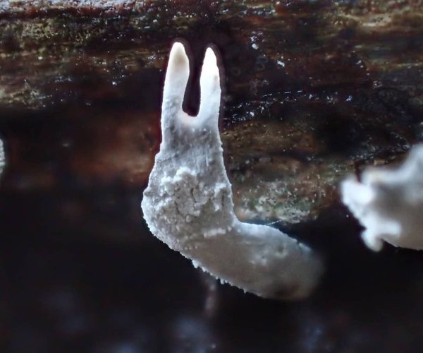 White Branching Lichen