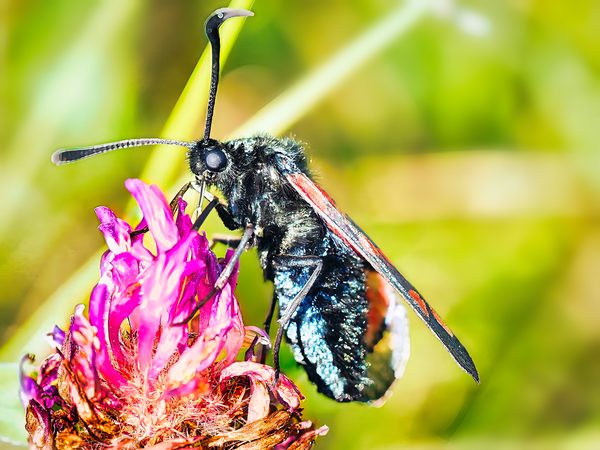 Burnet Moth