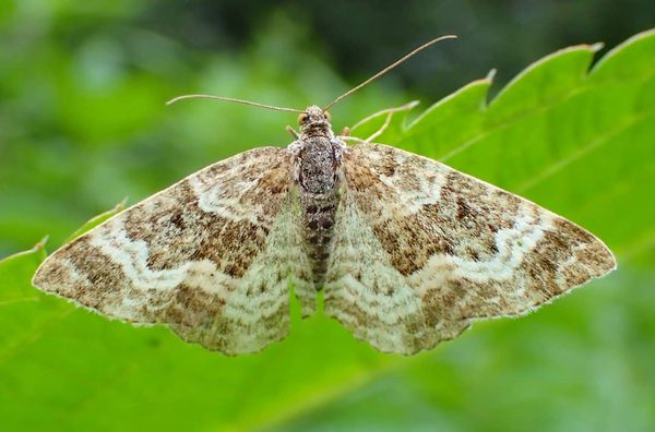 Wavy-banded Geometrid