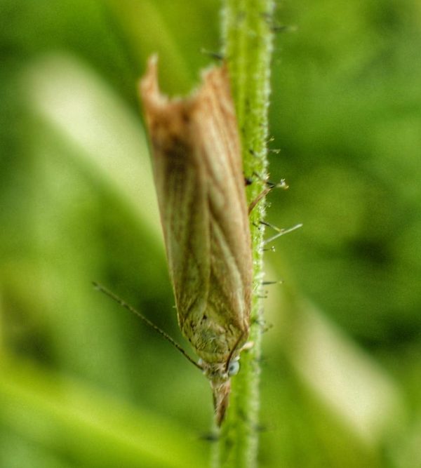 Grass Moth