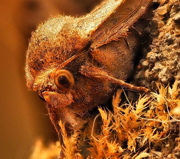 Hairy Thorax Moth