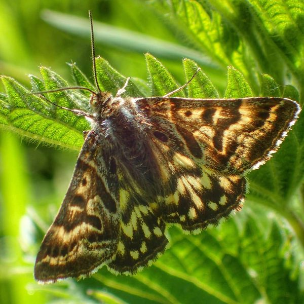Spotted Moth